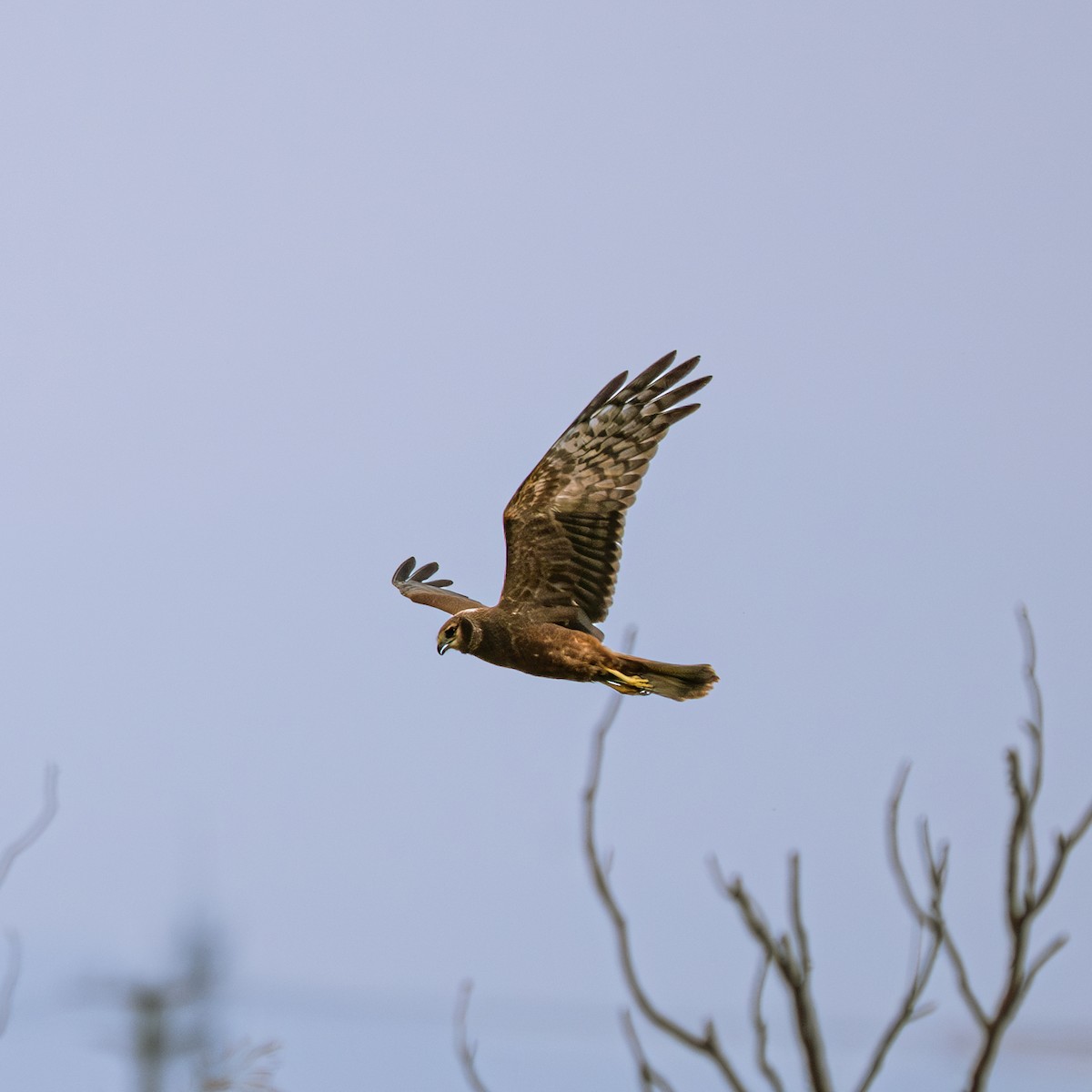 Alaca Delice - ML646230857