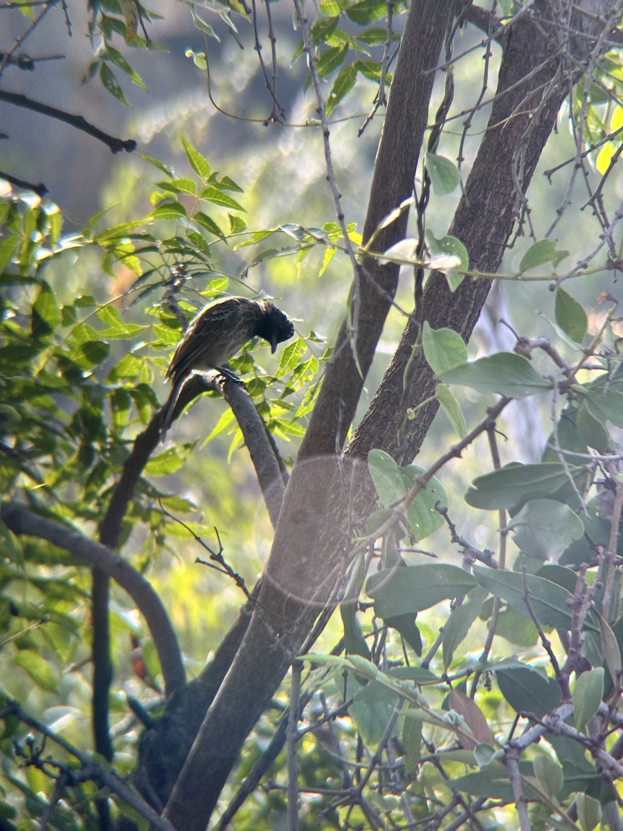 Red-vented Bulbul - ML646230859
