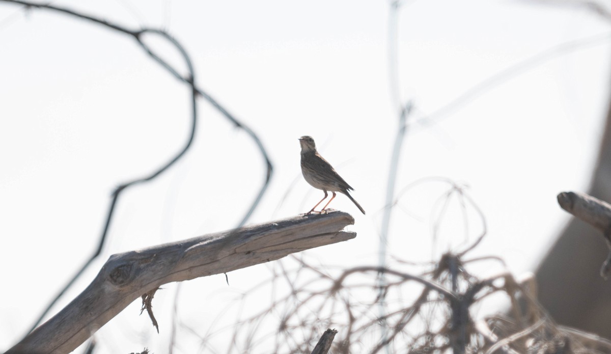 Australian Pipit - ML646230862