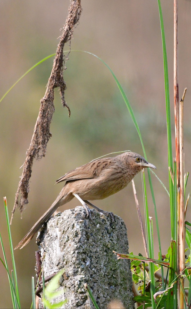 Striated Babbler - ML646230866