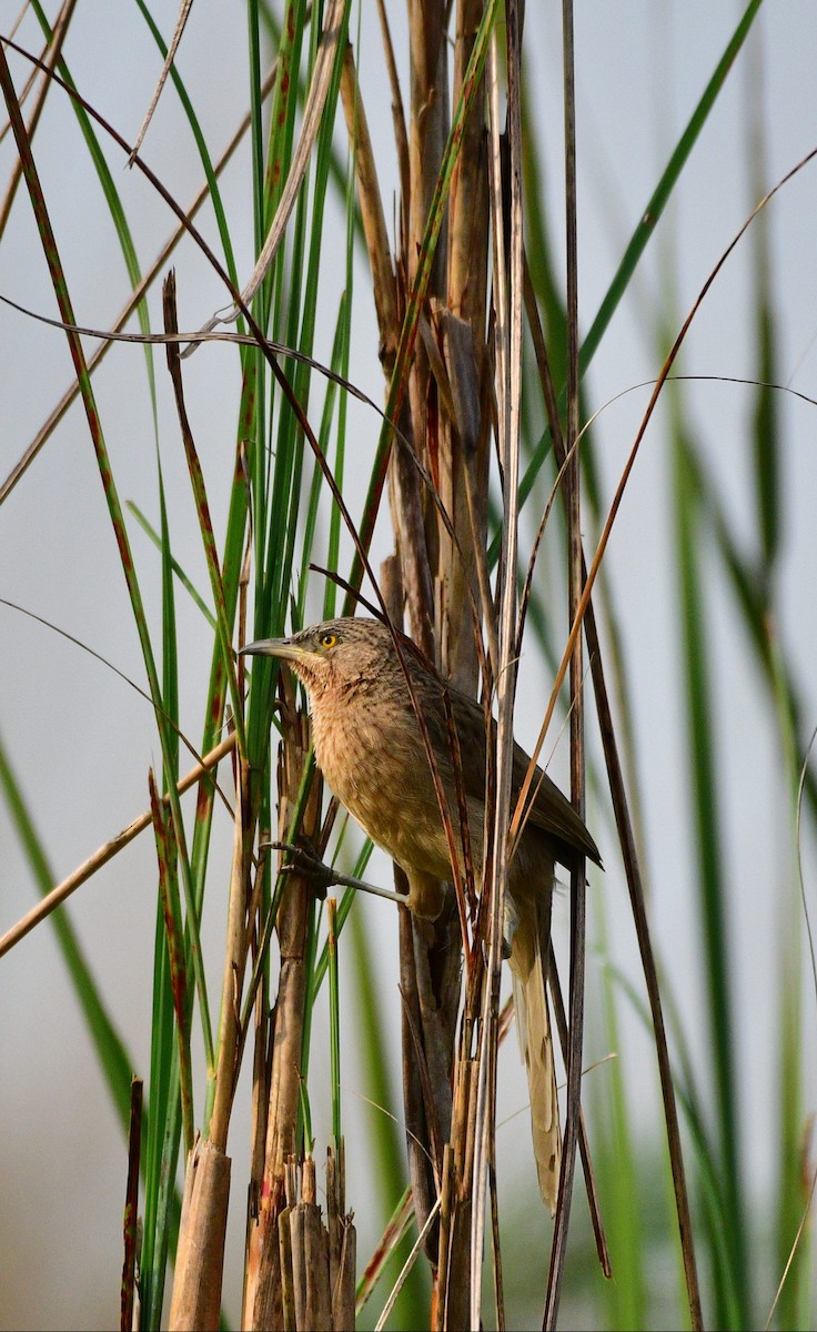 Striated Babbler - ML646230872