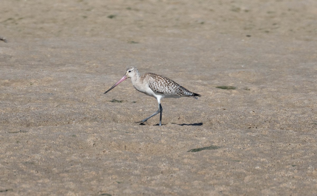 Bar-tailed Godwit - ML646230873
