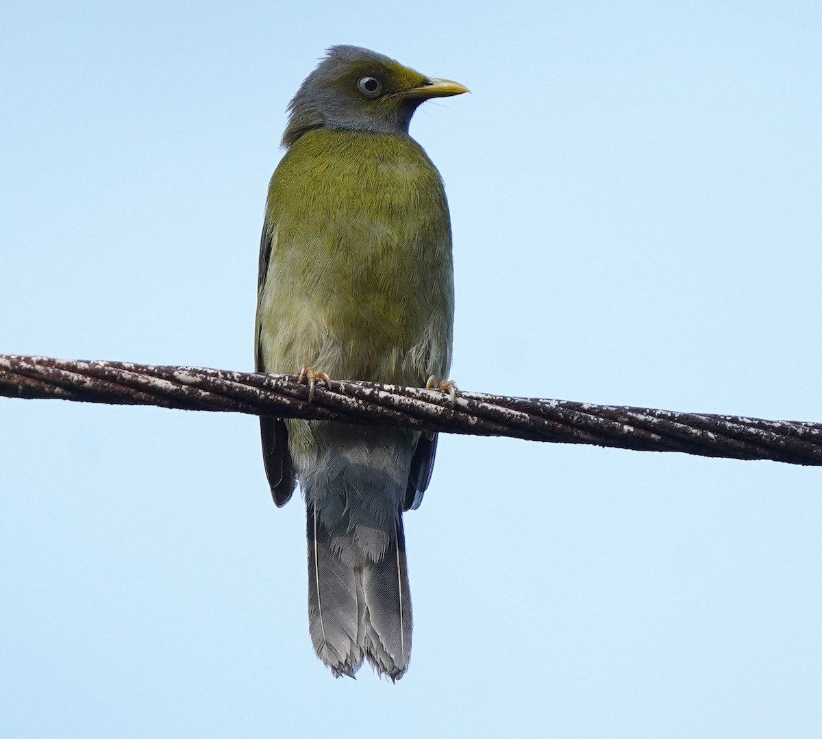 Gray-headed Bulbul - ML646230885