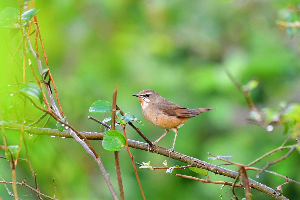 Siberian Rubythroat - ML646230886