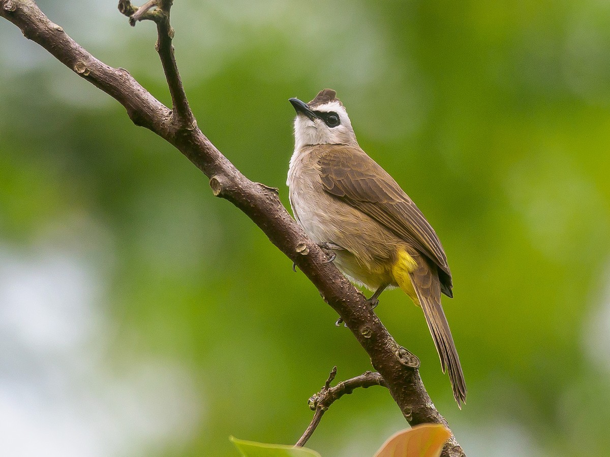 Yellow-vented Bulbul - ML646230888