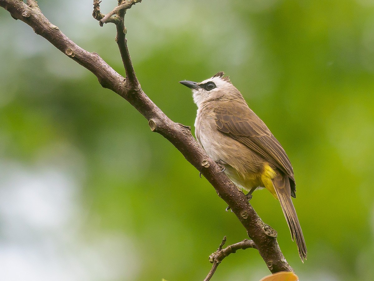 Yellow-vented Bulbul - ML646230889