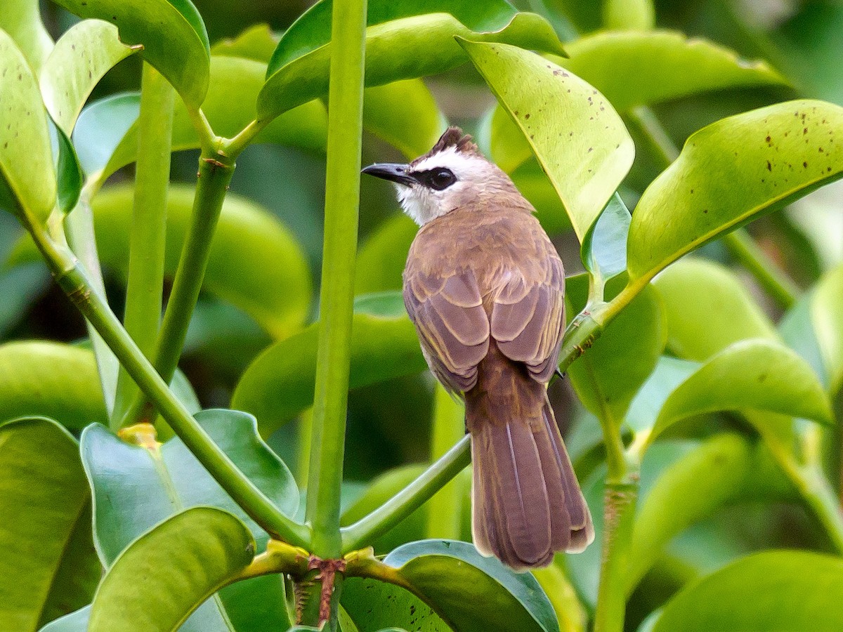 Yellow-vented Bulbul - ML646230890