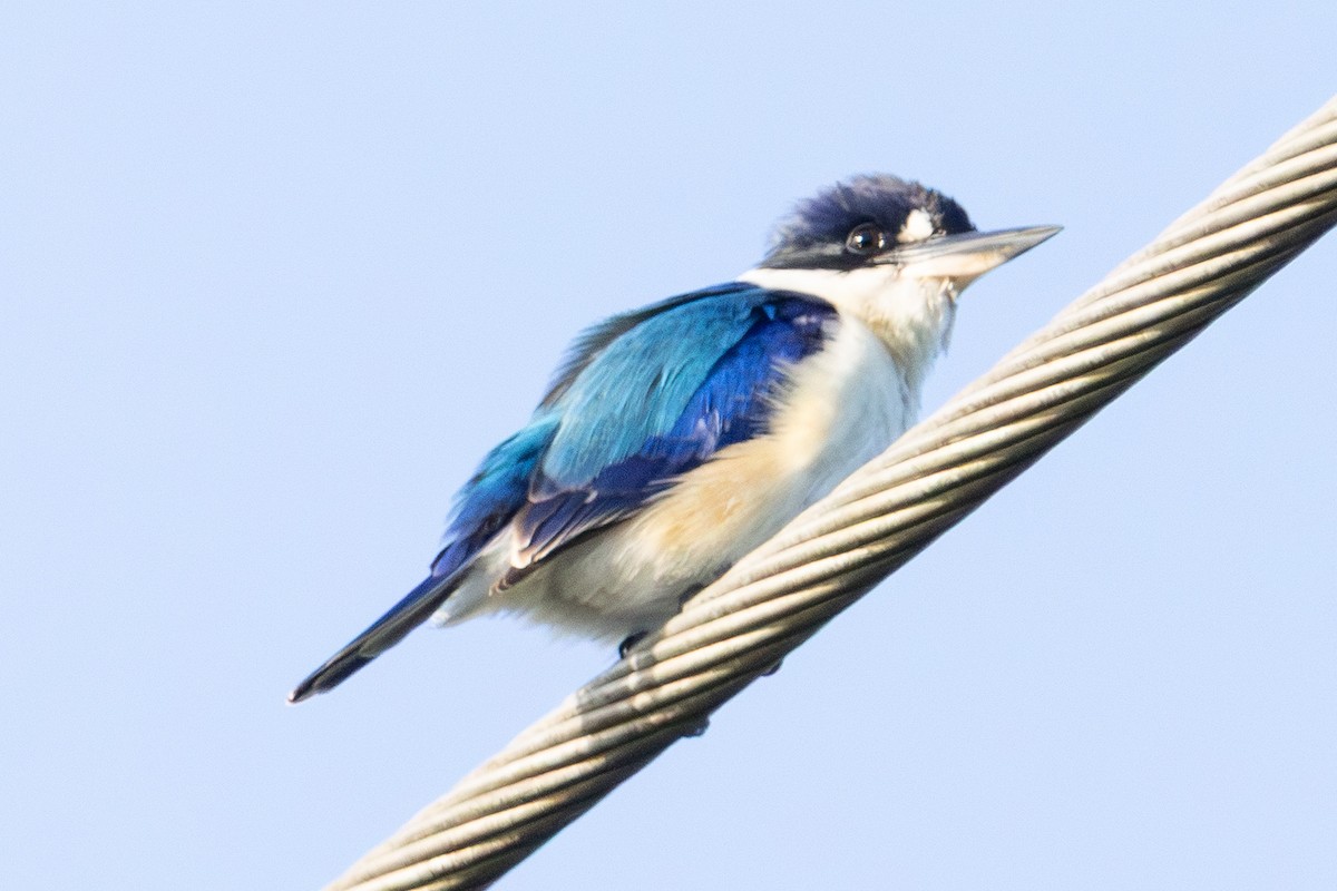 Forest Kingfisher - ML646230894