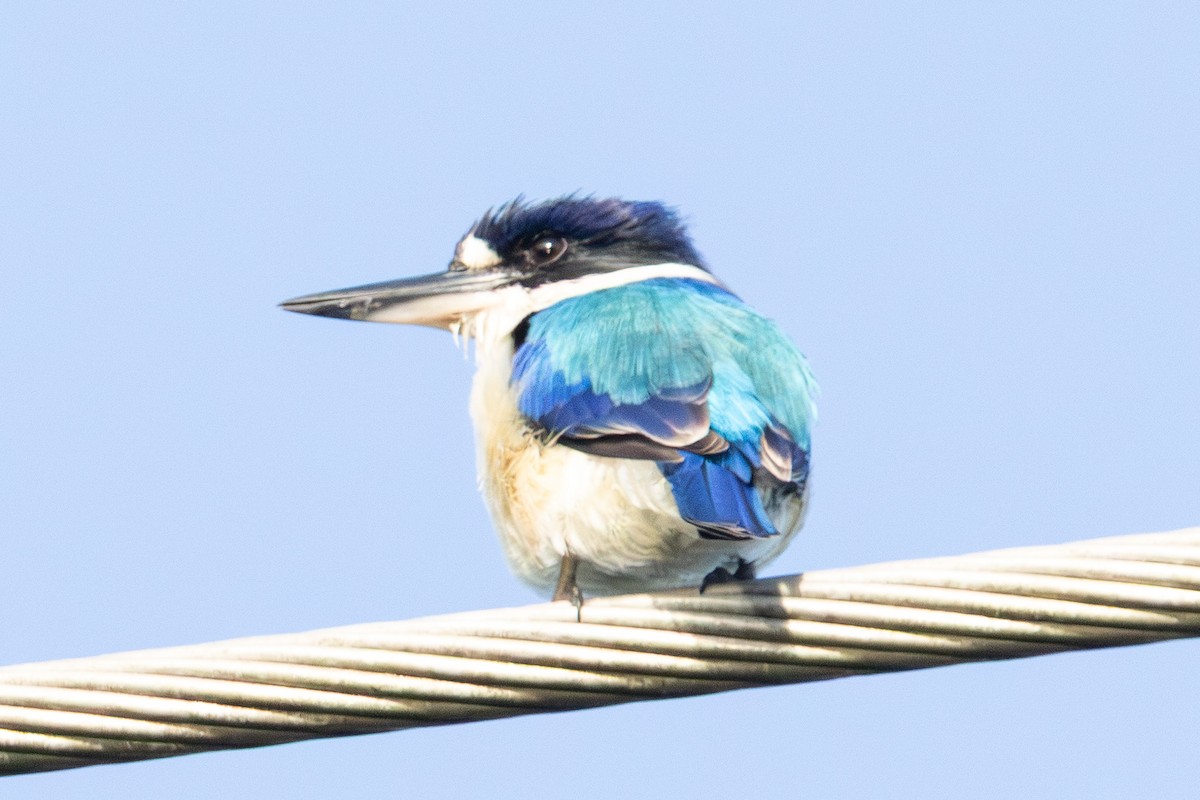 Forest Kingfisher - ML646230898