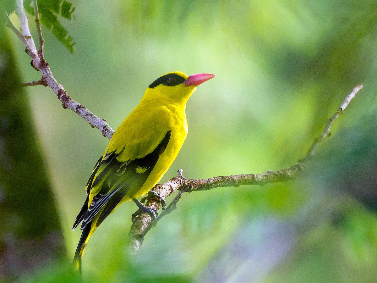 Black-naped Oriole - ML646230900