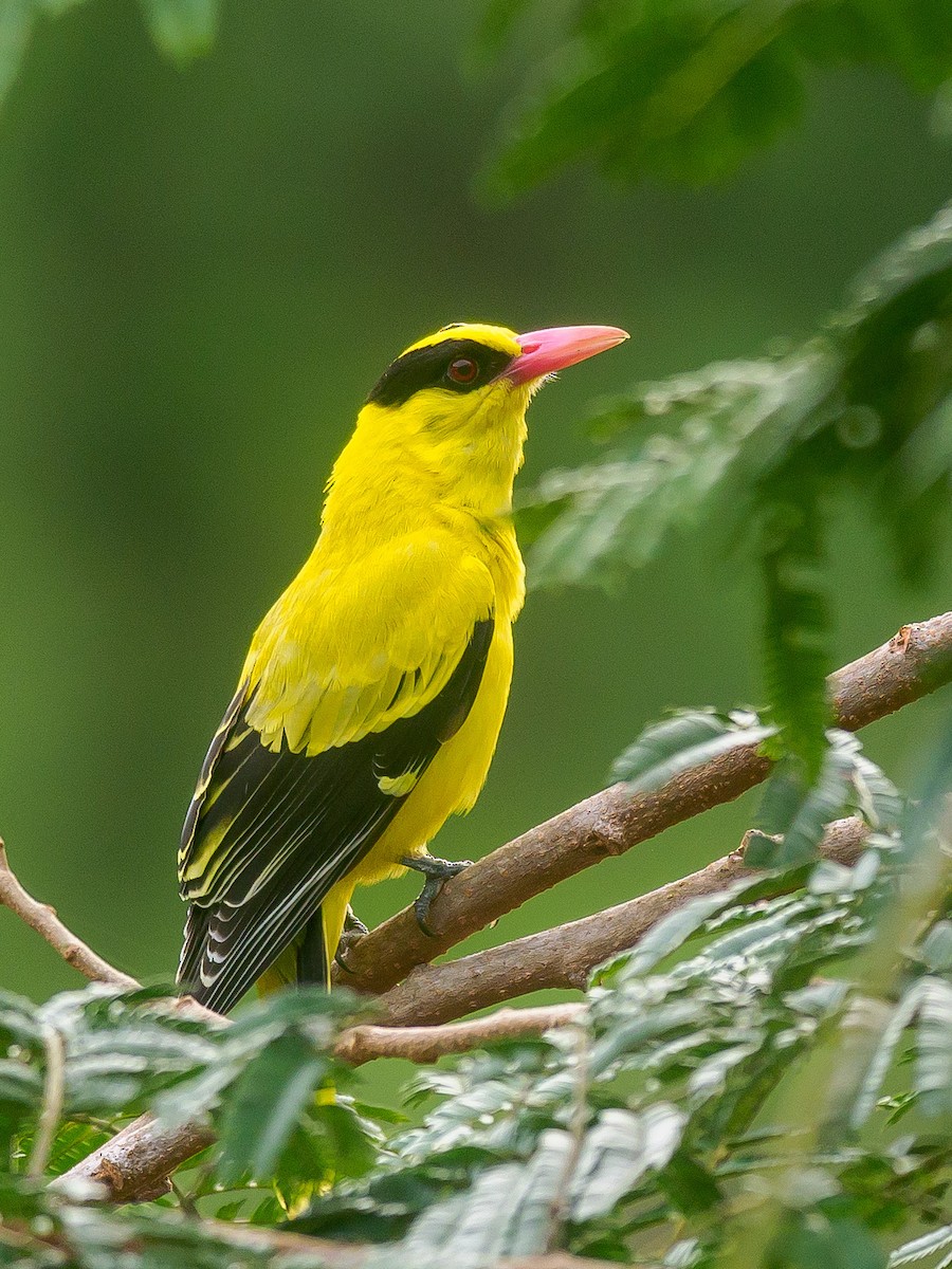 Black-naped Oriole - ML646230901