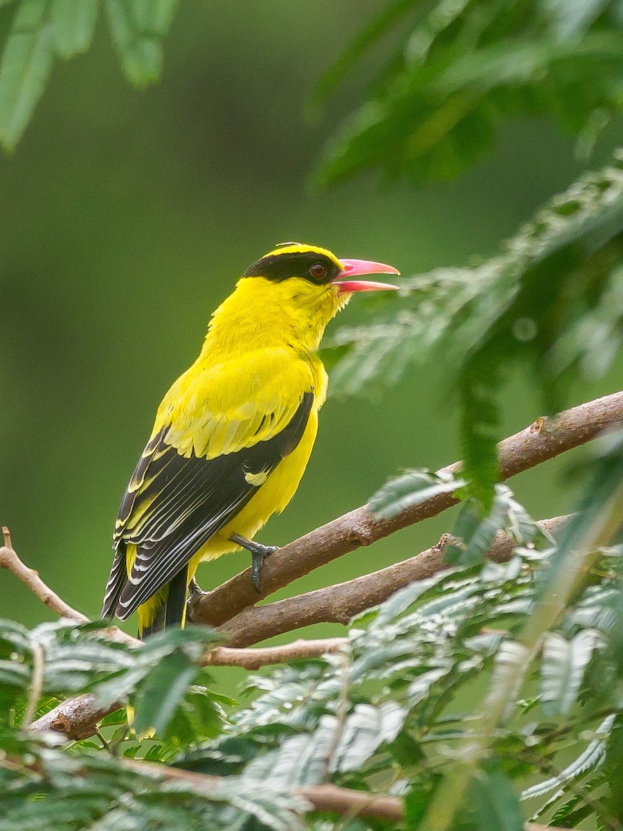 Black-naped Oriole - ML646230902