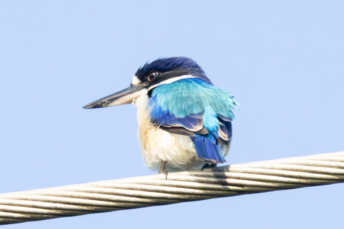 Forest Kingfisher - ML646230904
