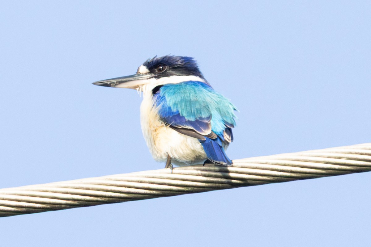 Forest Kingfisher - ML646230905