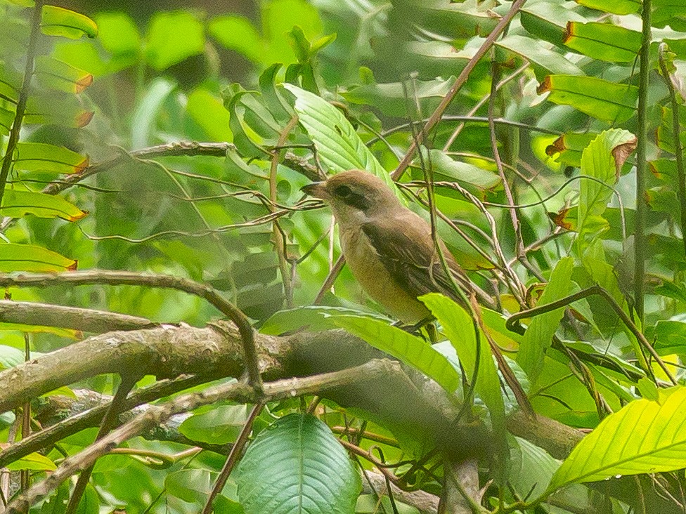 Brown Shrike - ML646230908