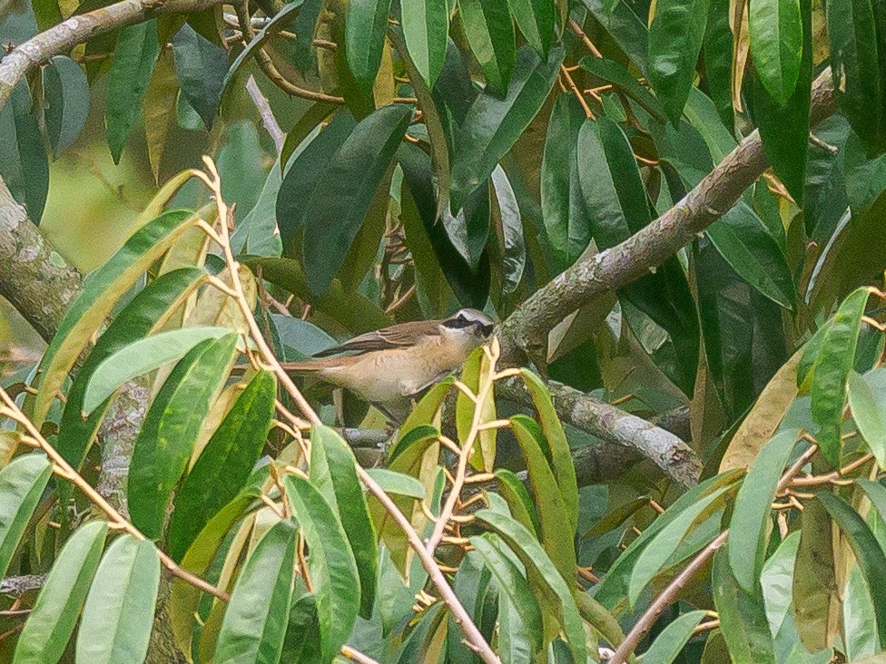 Brown Shrike - ML646230910