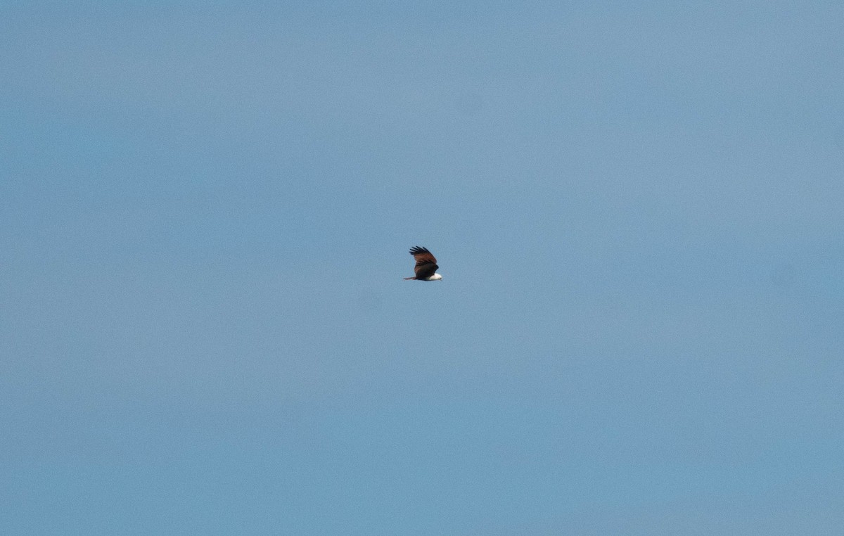 Brahminy Kite - ML646230911