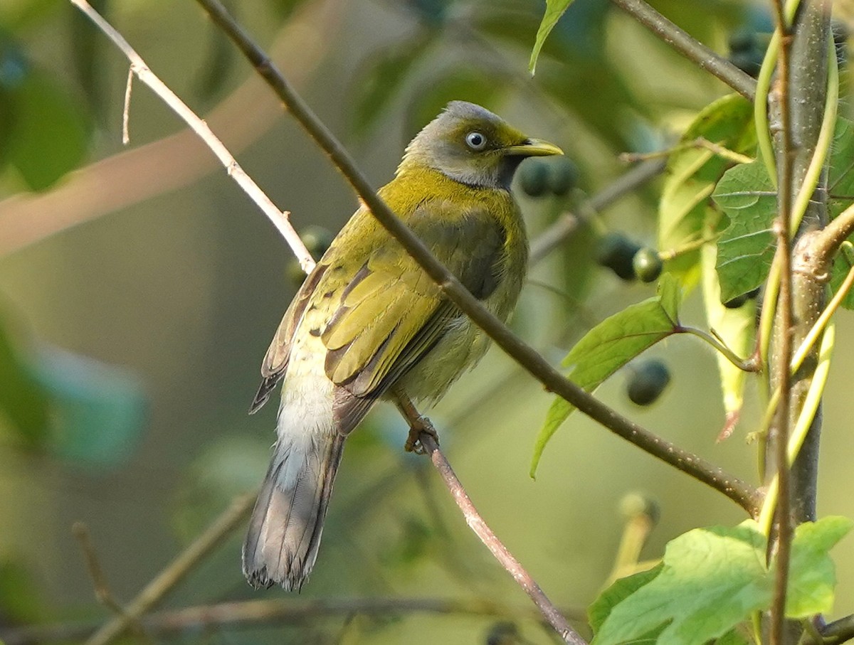 Gray-headed Bulbul - ML646230913