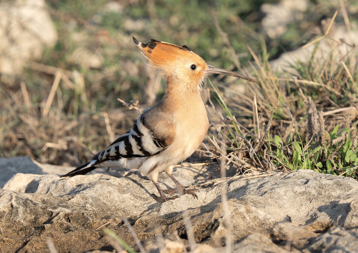 Common Hoopoe - ML646230914