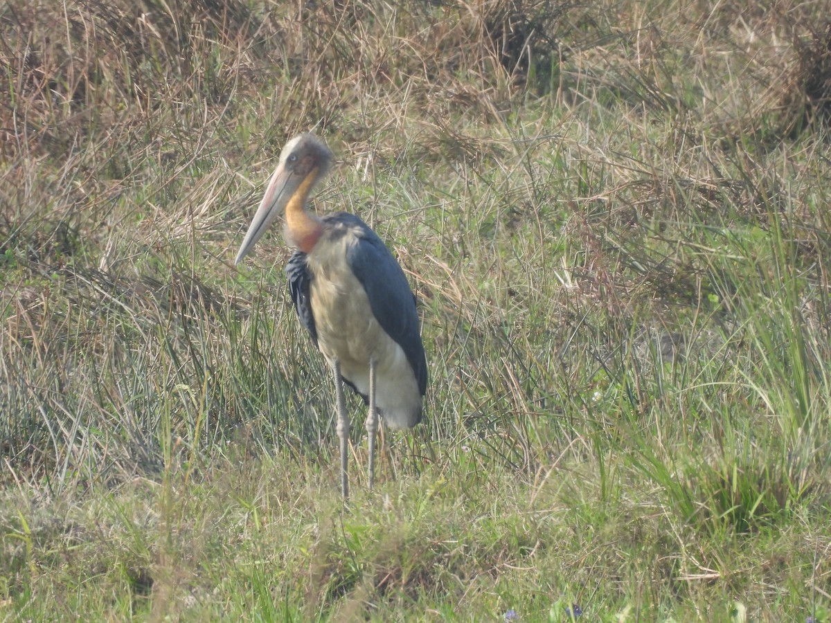Lesser Adjutant - ML646230915
