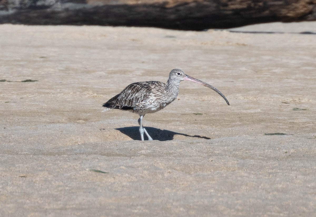 Far Eastern Curlew - ML646230918