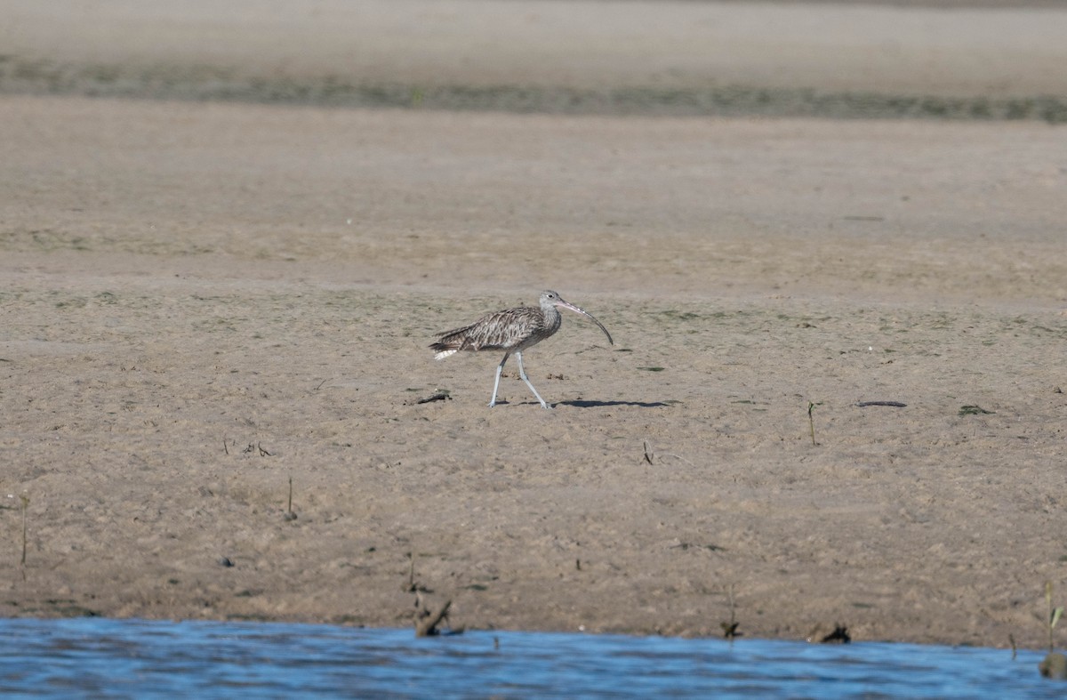 Far Eastern Curlew - ML646230919