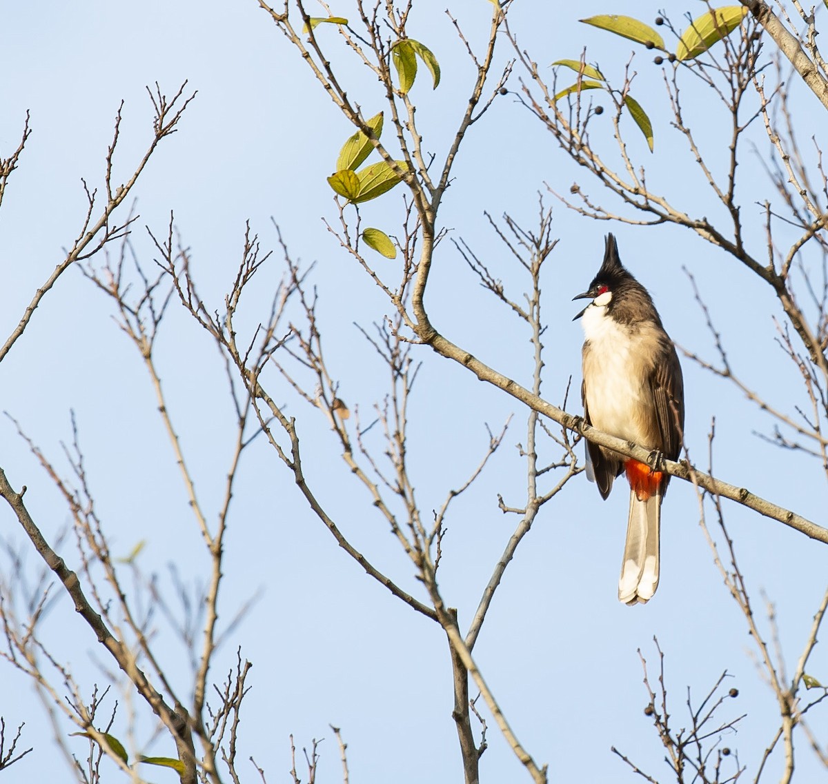 Red-whiskered Bulbul - ML646230920