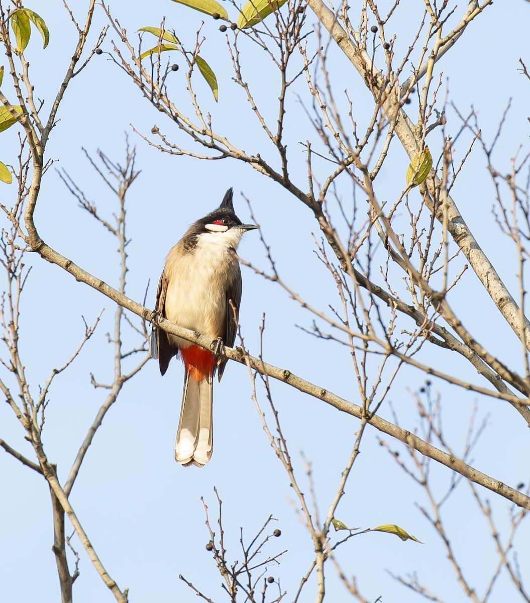 Red-whiskered Bulbul - ML646230921