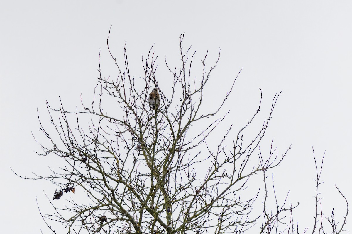 Fieldfare - ML646230924