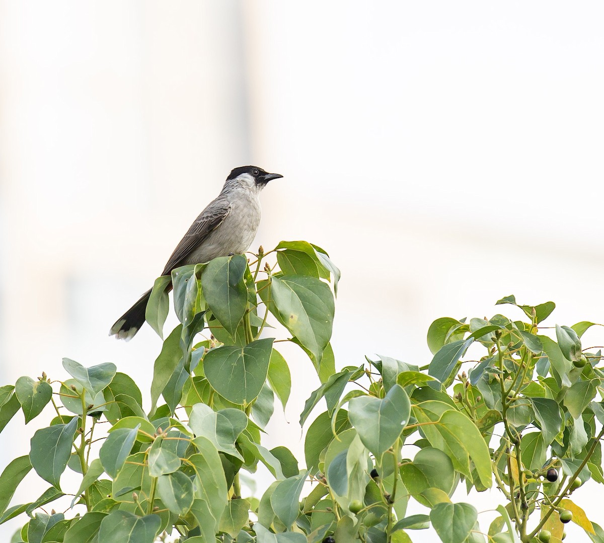 Sooty-headed Bulbul - ML646230925