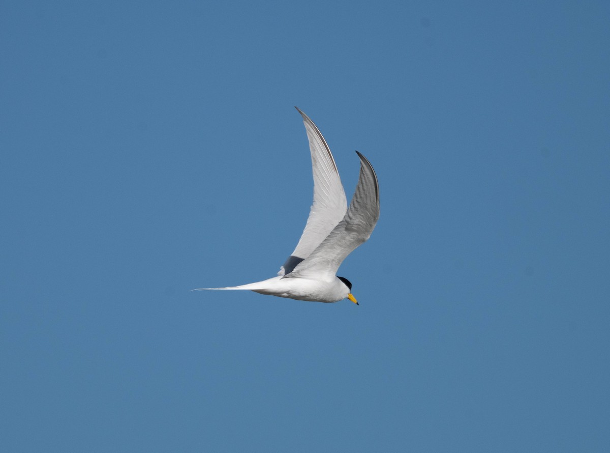 Little Tern - ML646230926
