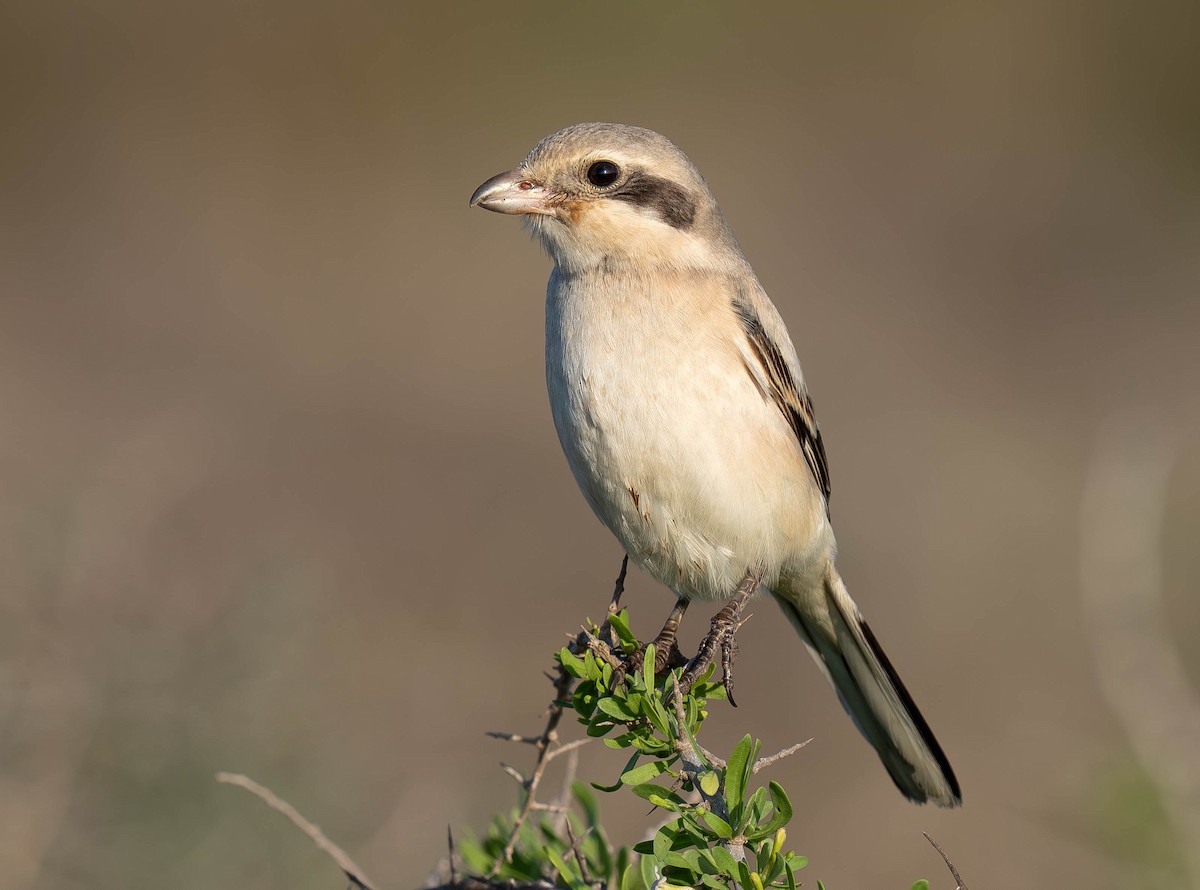 Great Gray Shrike (Steppe) - ML646230927
