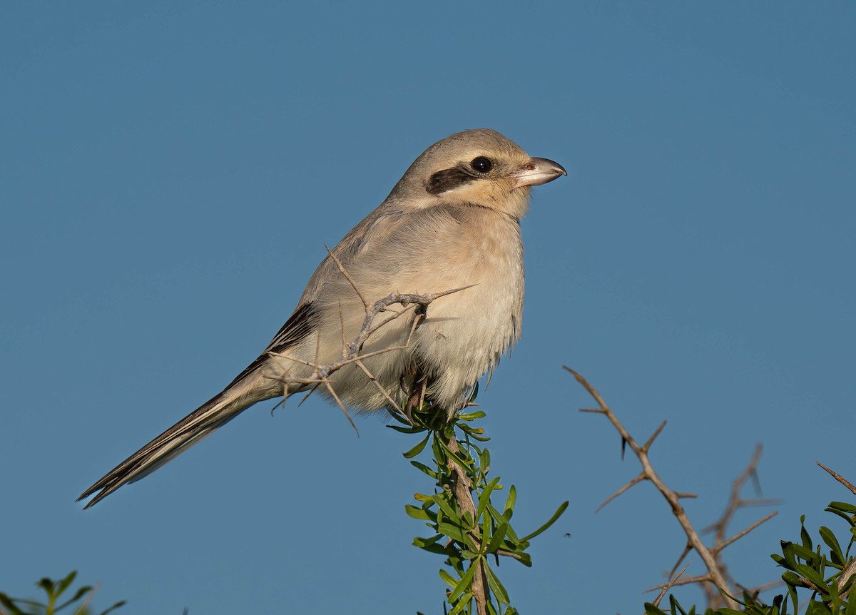 Great Gray Shrike (Steppe) - ML646230928