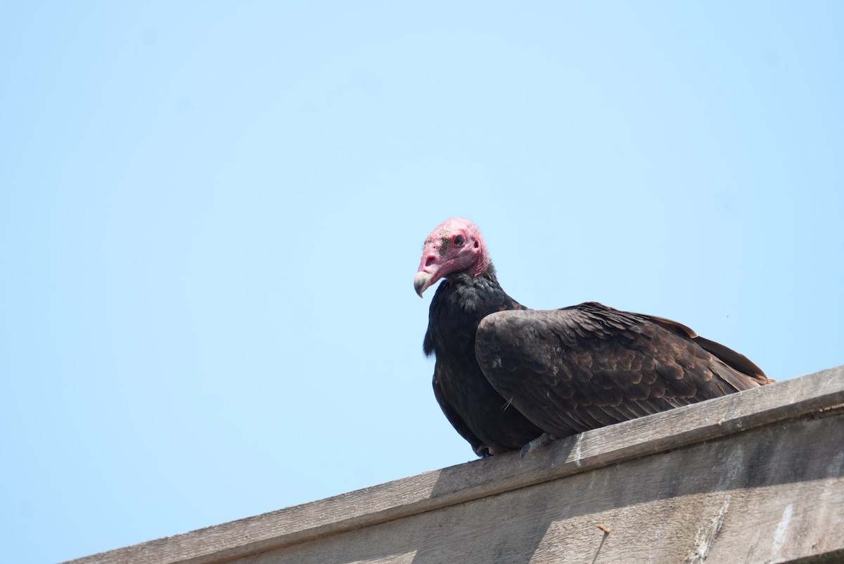 Turkey Vulture - ML646230929