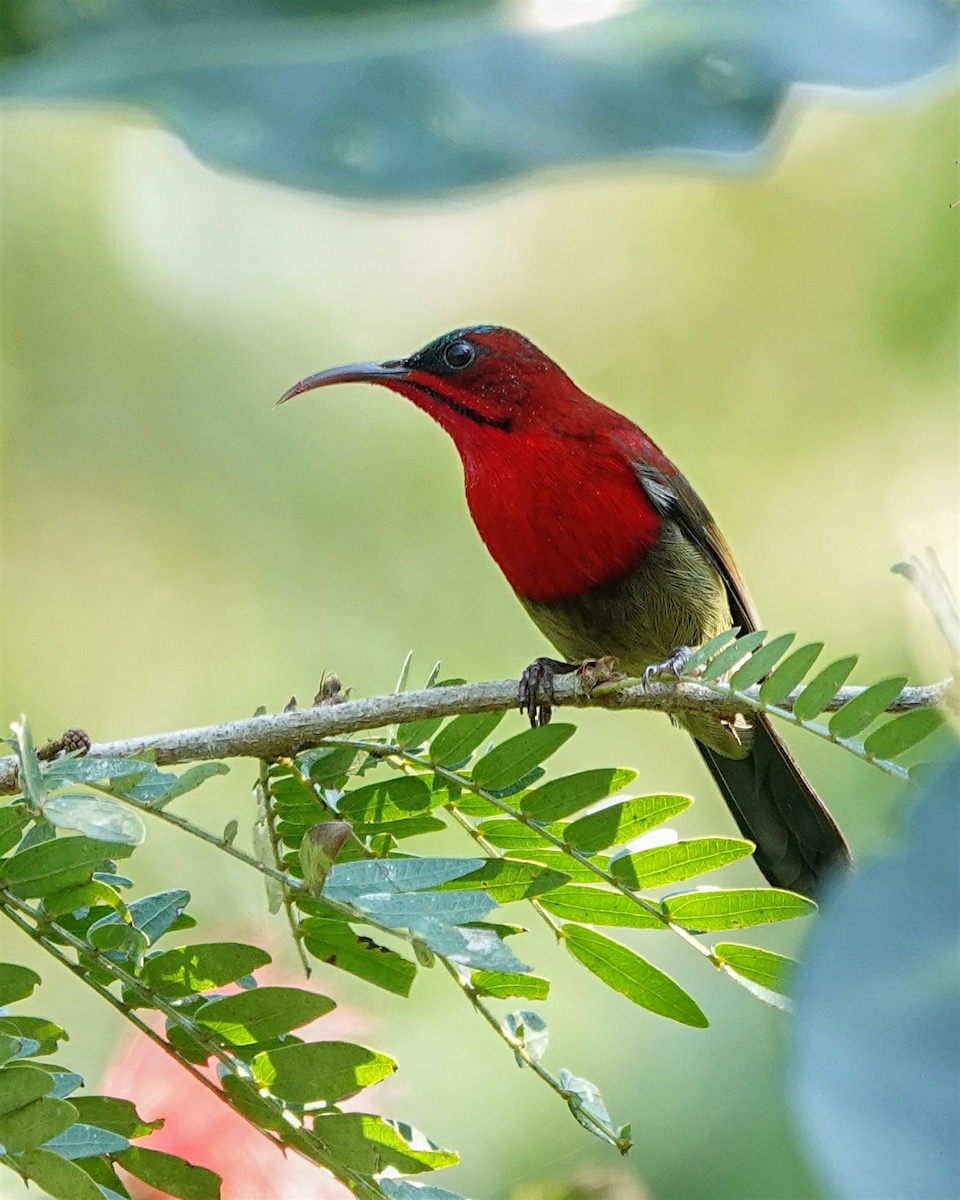 Crimson Sunbird - ML646230931
