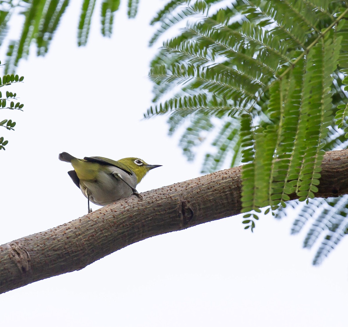Swinhoe's White-eye - ML646230933