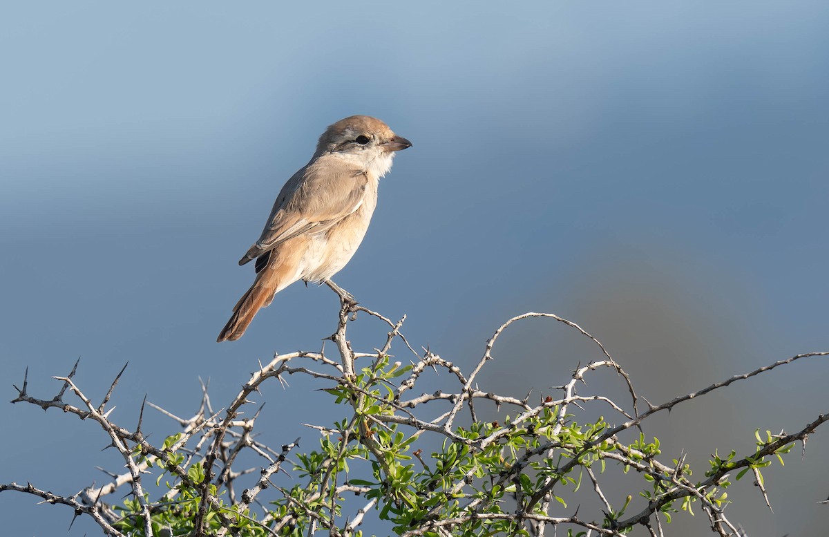 isabellavarsler - ML646230934