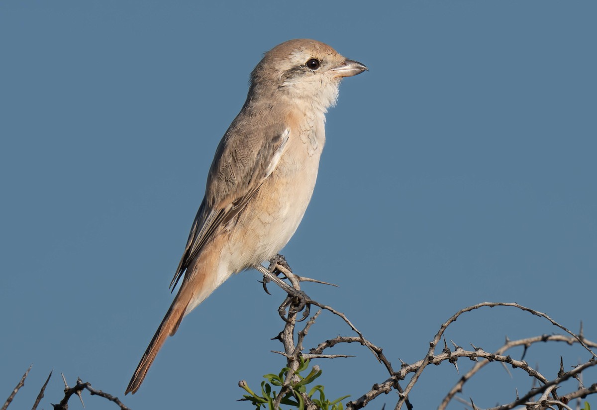 isabellavarsler - ML646230935