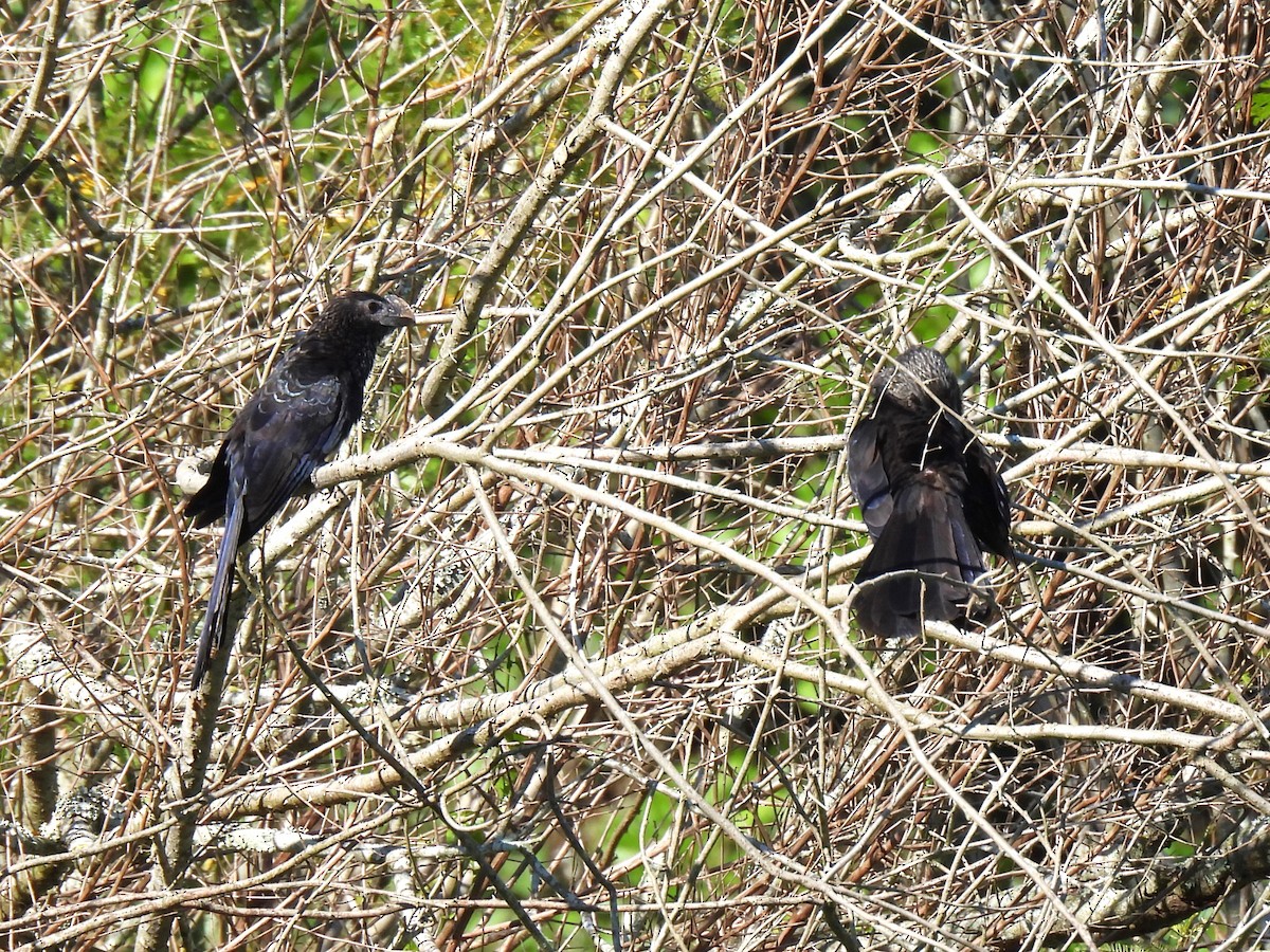Smooth-billed Ani - ML646230936