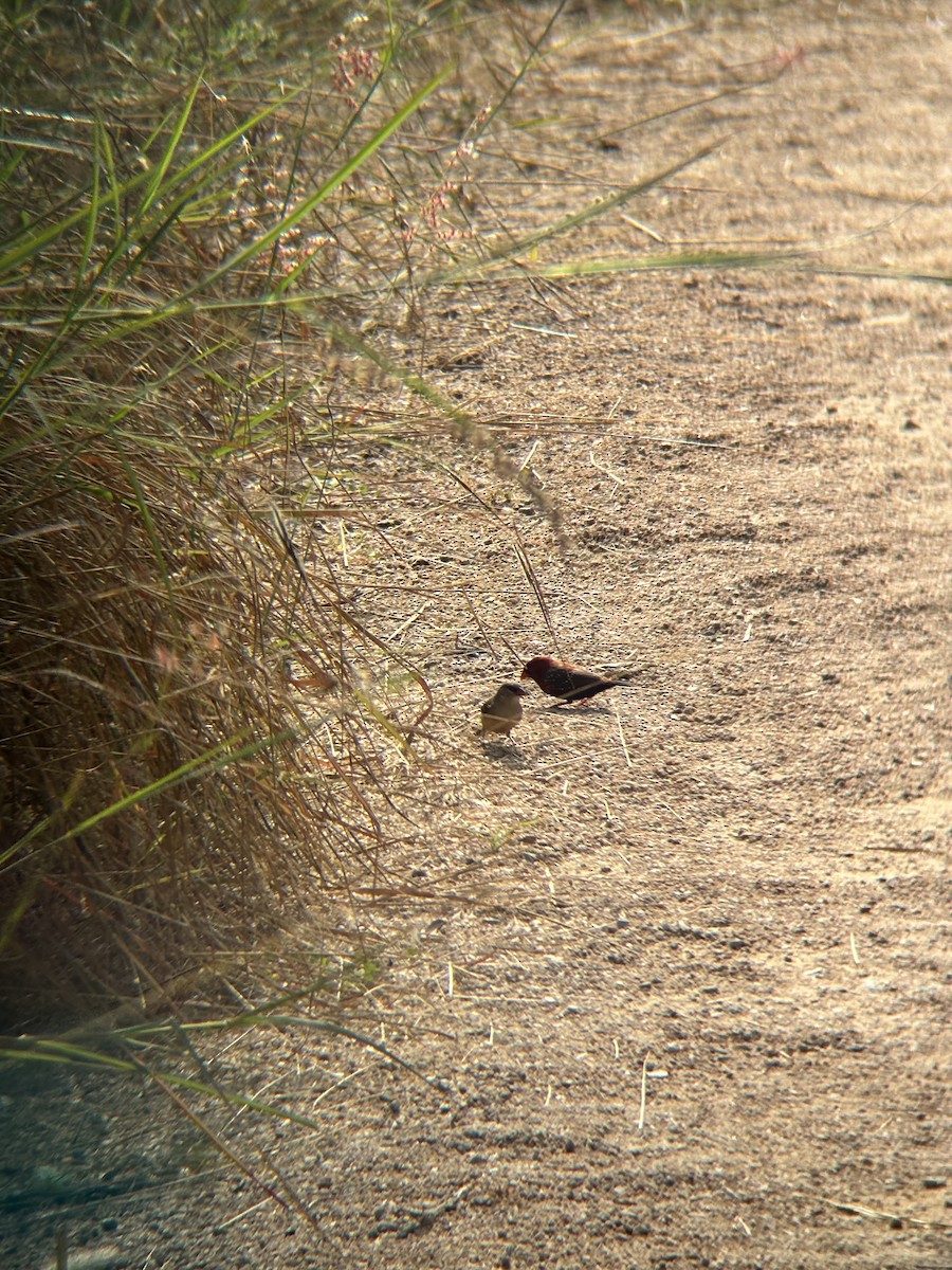 Red Avadavat - ML646230937