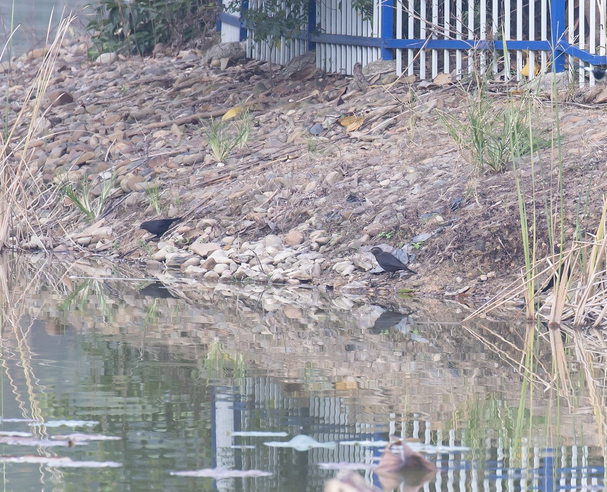 Chinese Blackbird - ML646230939