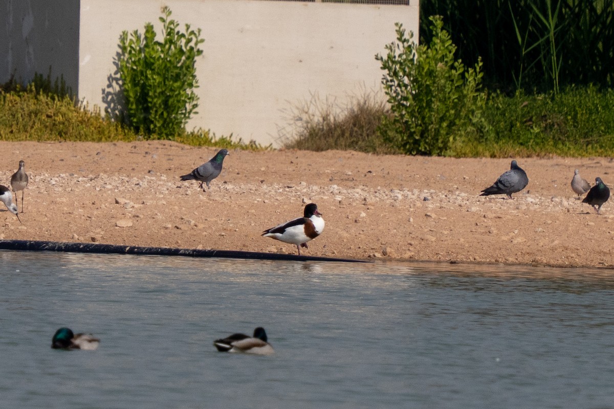 Common Shelduck - ML646230940