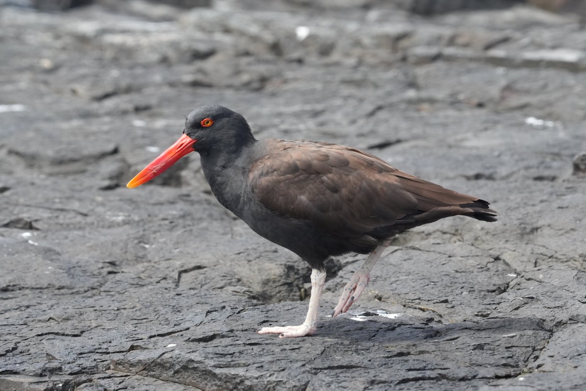 Blackish Oystercatcher - ML646230941