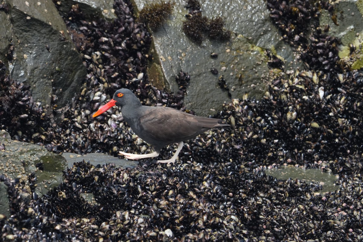 Blackish Oystercatcher - ML646230942