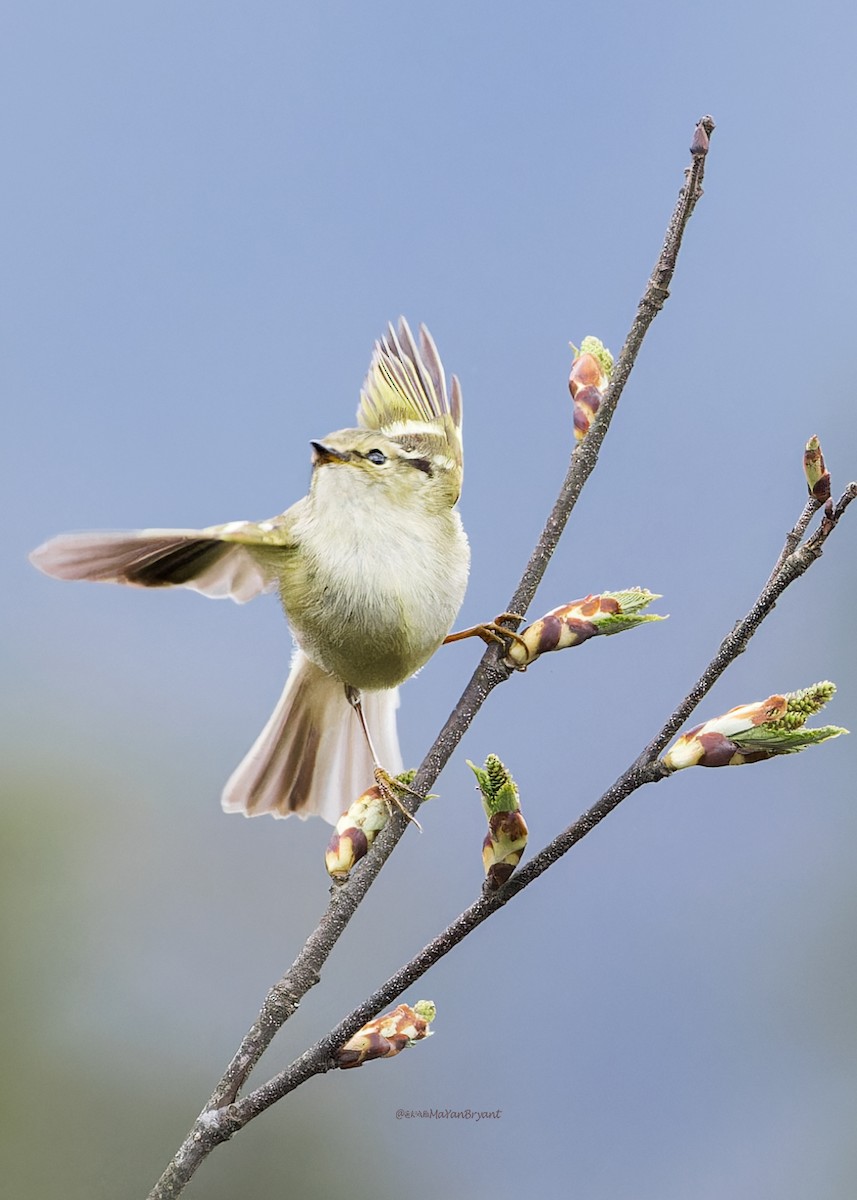 Lemon-rumped Warbler - ML646230943