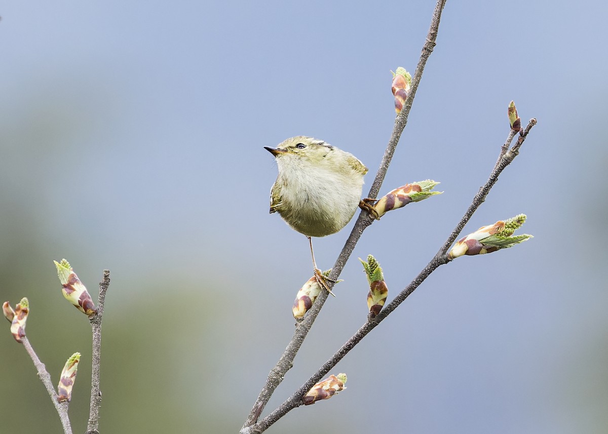 Lemon-rumped Warbler - ML646230944