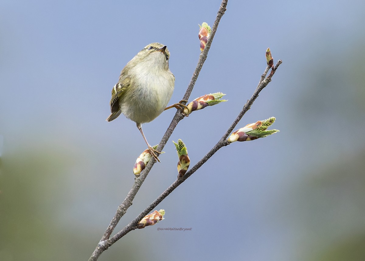 Lemon-rumped Warbler - ML646230945