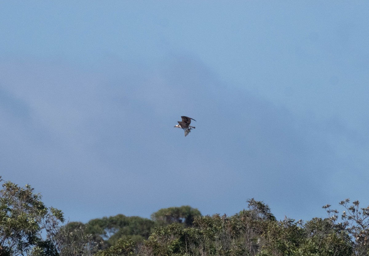 Osprey - ML646230946