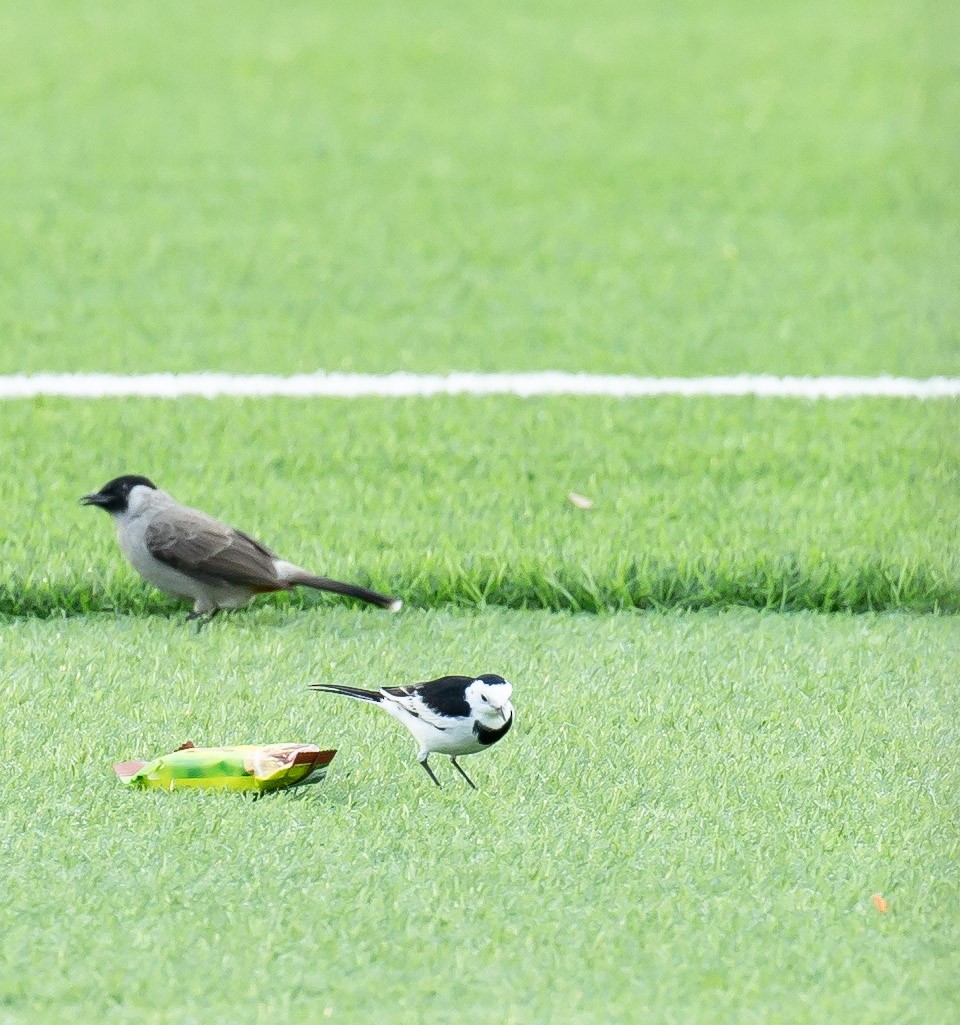 White Wagtail (Chinese) - ML646230947