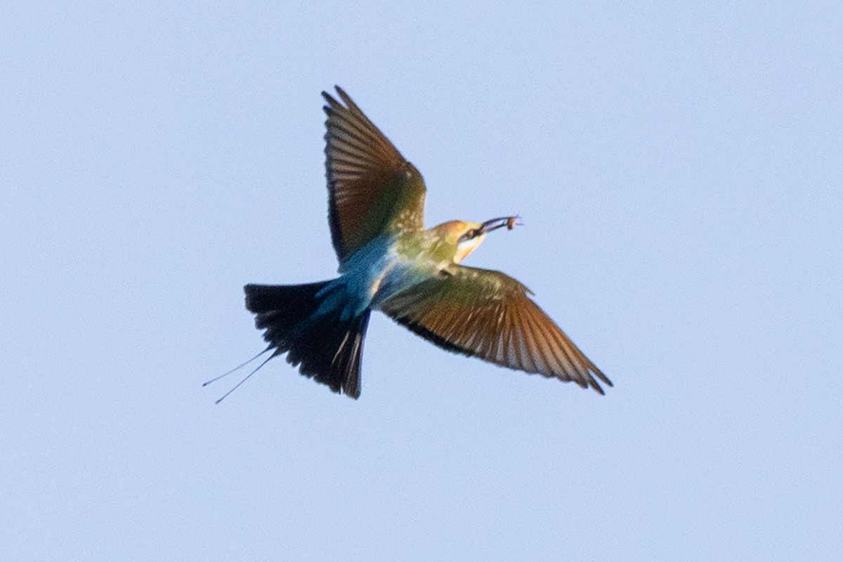 Rainbow Bee-eater - ML646230948